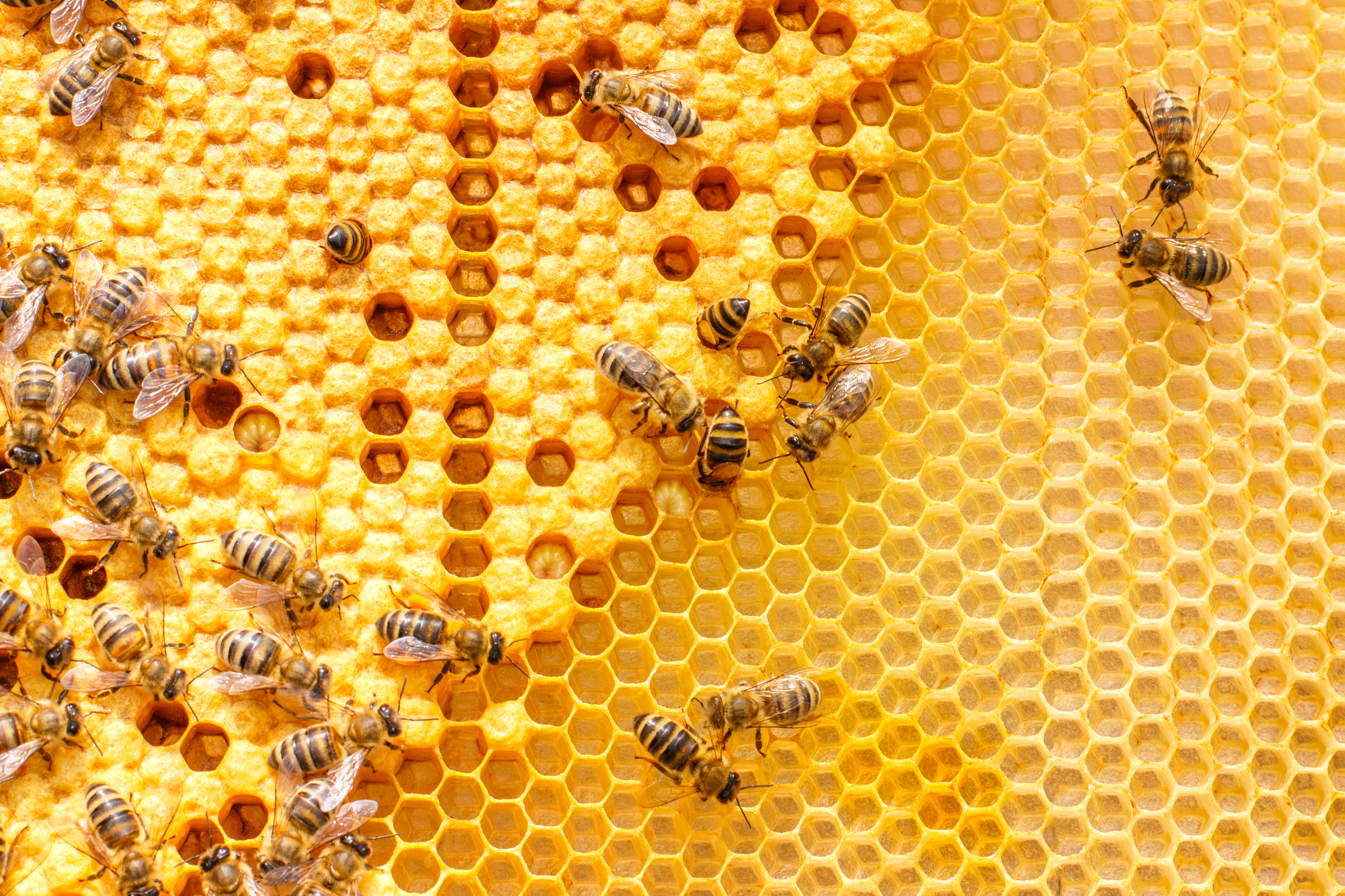 PHC0721_bees-honeycomb.jpg