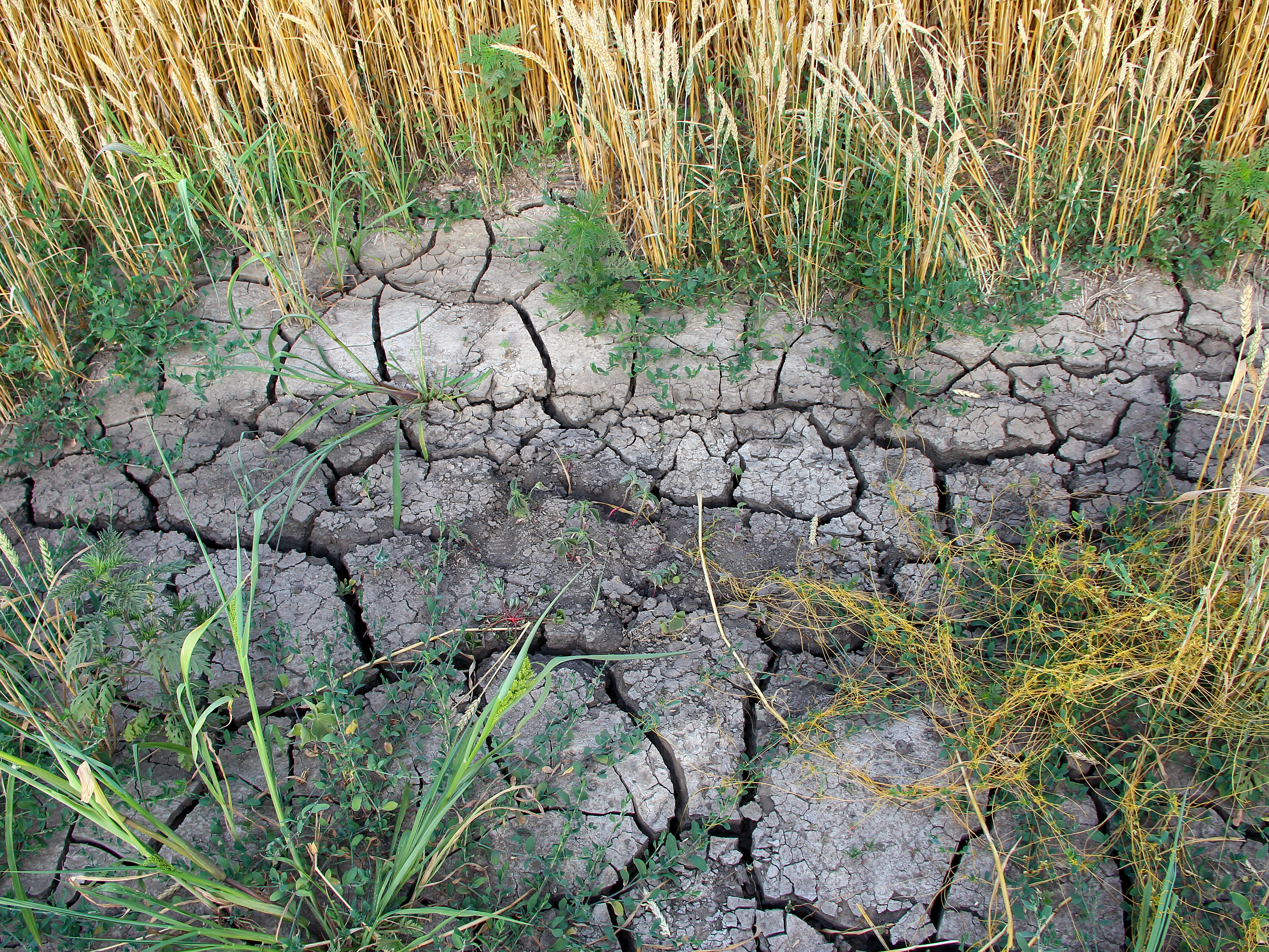 PHC1022_drought-wheat field.jpg