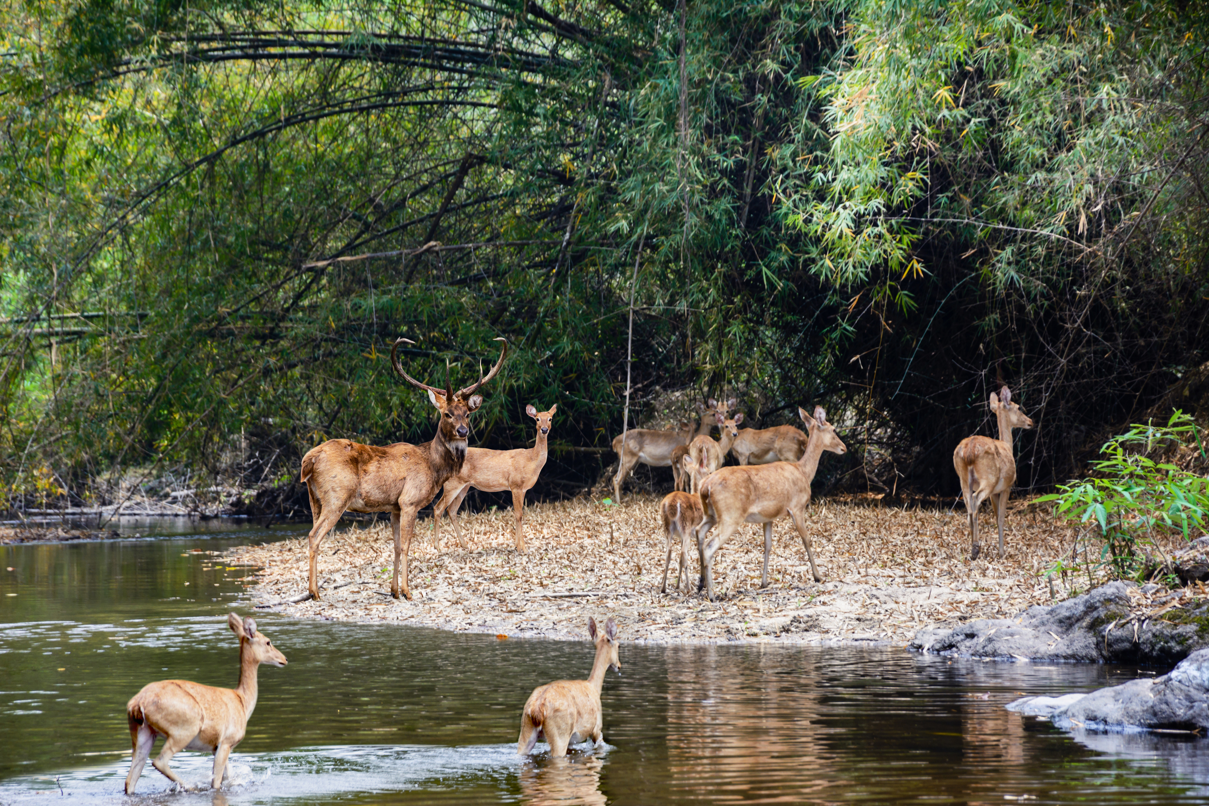 PHC1122_herd of deer at river.jpg