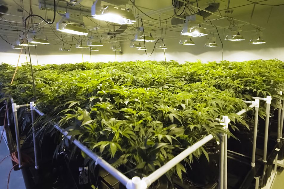 Cannabis Grow Facility Design 101, Part 4 Fire Protection and Other