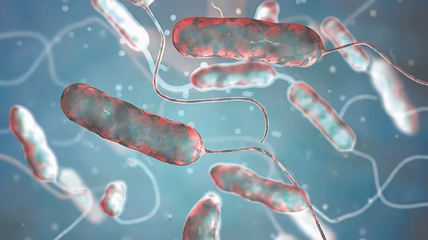 TW0724_Legionella pneumophila bacteria.jpg