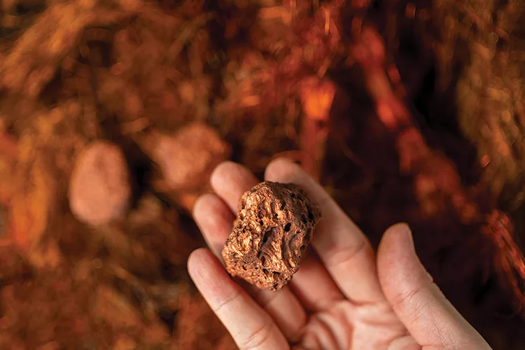 iStock-2193642116.jpg