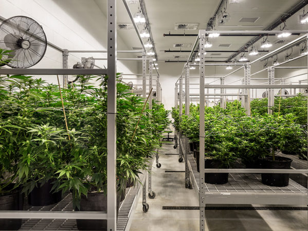 Cannabis Grow Facility Design 101, Part 1