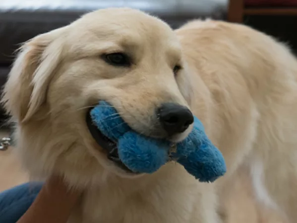 HVAC-Company-Shows-a-Little-Puppy-Love