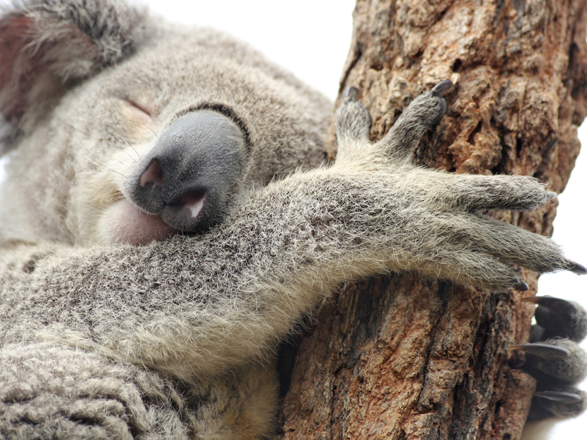 Biomimicry 2018 10 08 Phcppros